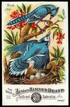 35 Blue Jay